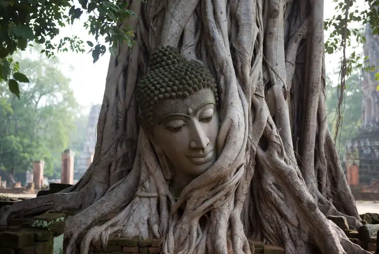 Iconic Buddha head entwined in the roots of a bodhi tree at Wat Mahathat Ayutthaya