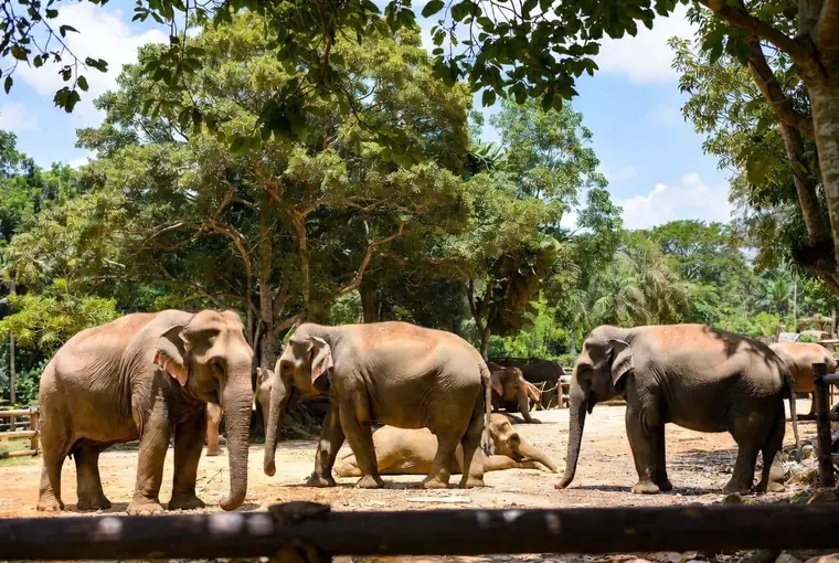 Elephants at the Thai Elephant Conservation Center near Lampang