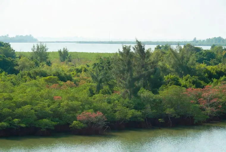 Mangrove and coastal green landscape near Trat on the eastern Gulf