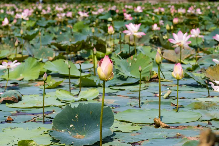 Red Lotus Lake near Udon Thani covered in pink lotus flowers at sunrise