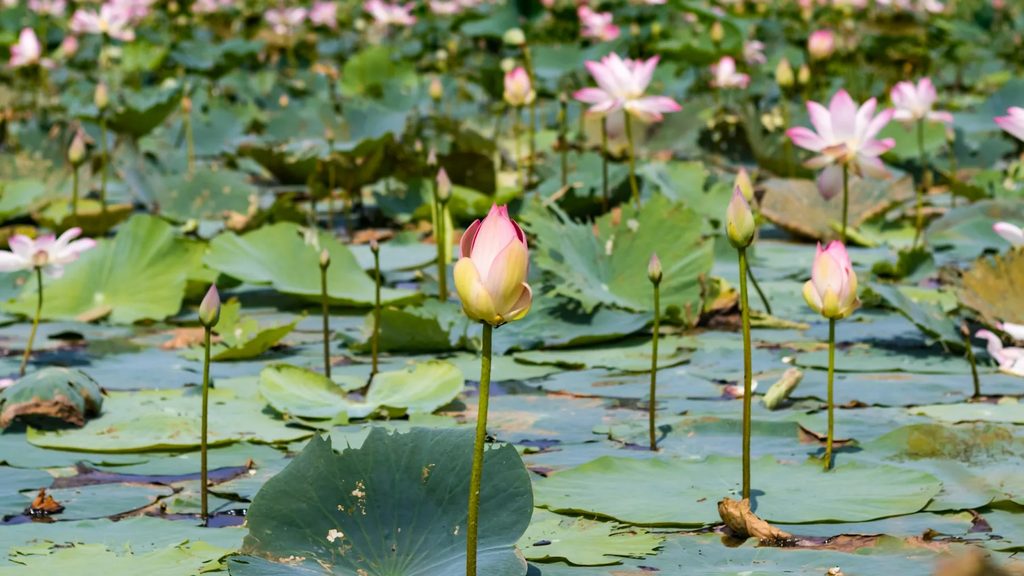 Pink lotus flowers and broad green pads covering Red Lotus Lake near Udon Thani, a seasonal highlight for any northeast Thailand itinerary