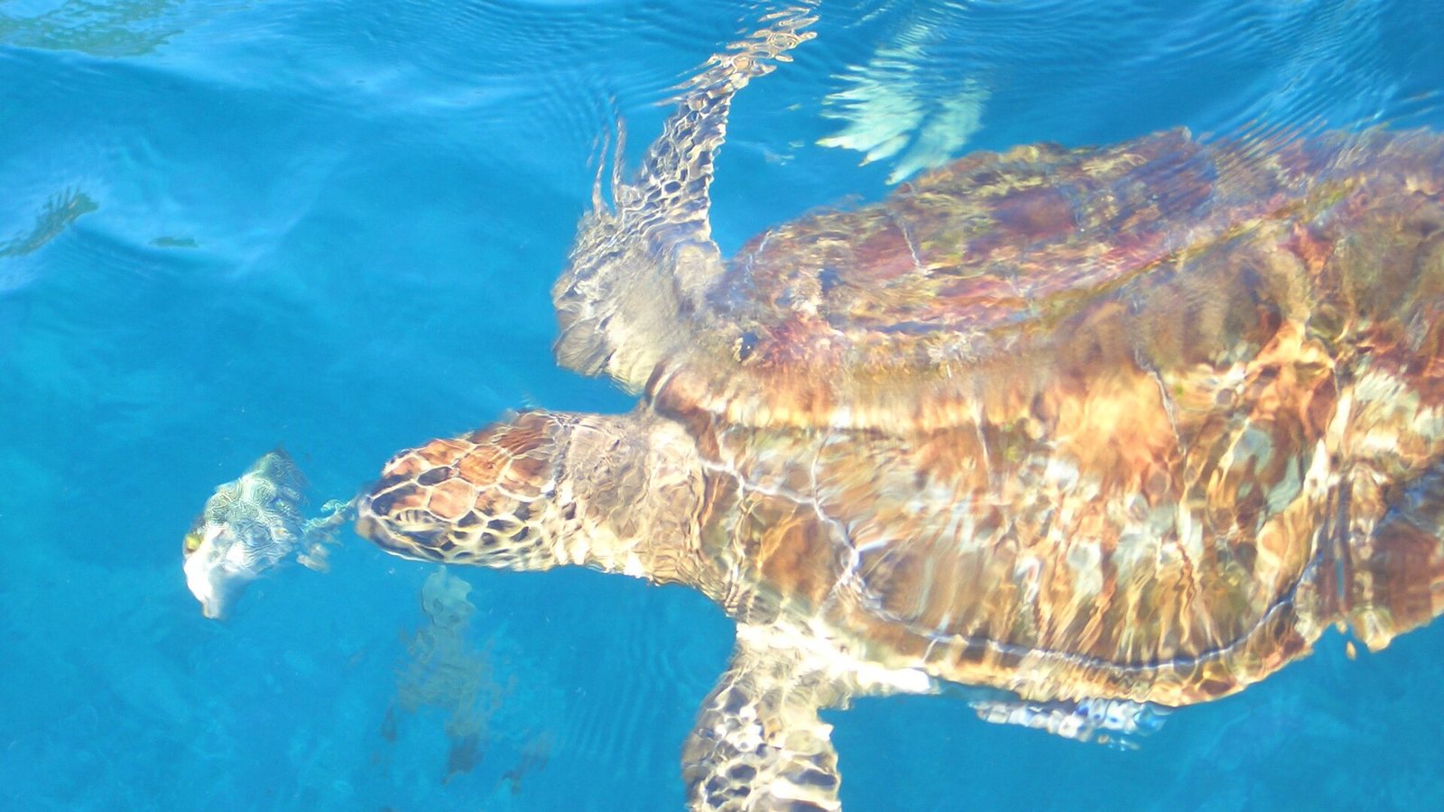 A hawksbill sea turtle swimming just under the surface in clear blue water off the Similan Islands, one of the species snorkellers and divers see across the Thailand islands of the Andaman