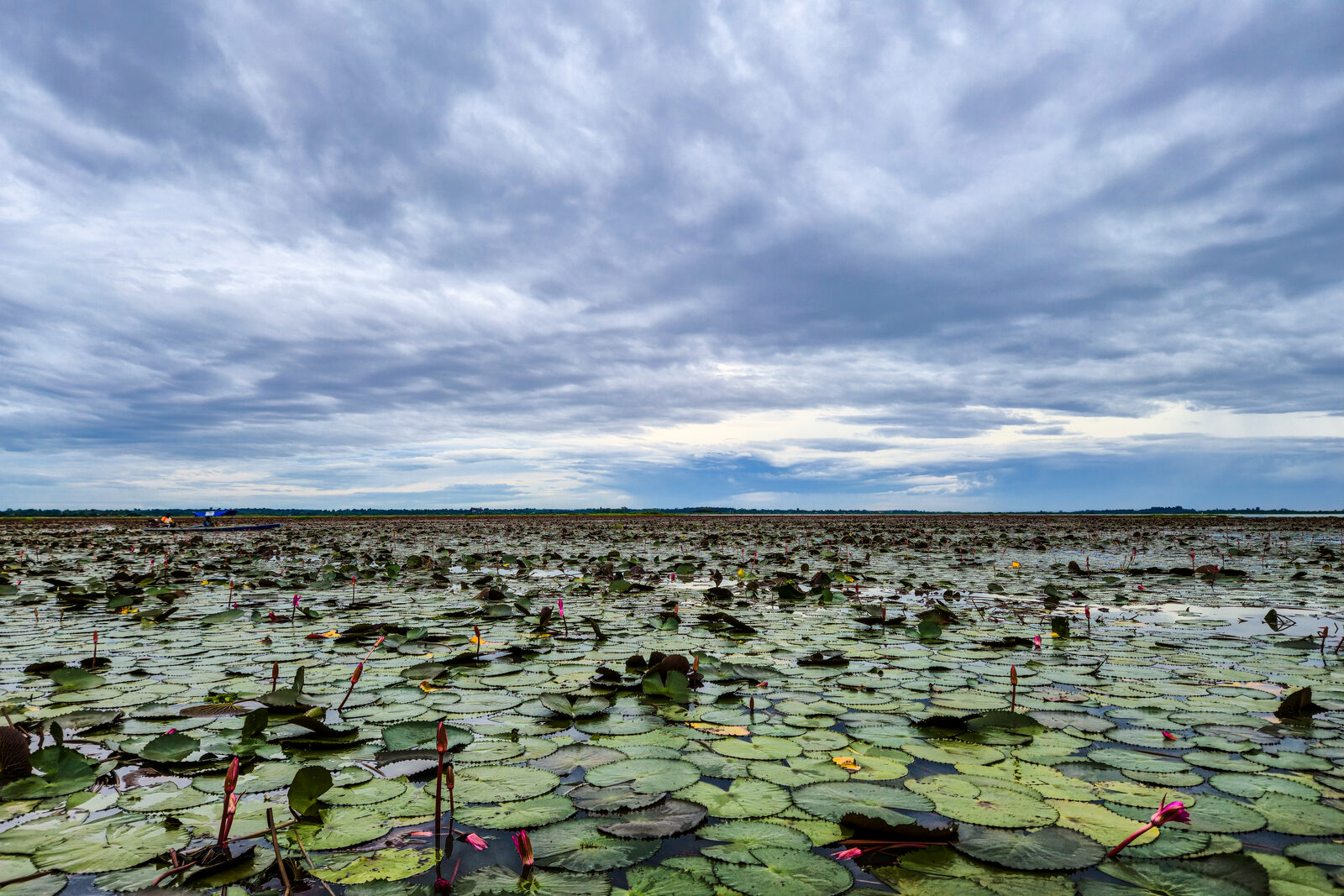 Lotus pads and scattered pink blooms stretching to the horizon on Nong Han lake at the Red Lotus Sea near Kumphawapi, Udon Thani, one of the best places to visit in Thailand in January