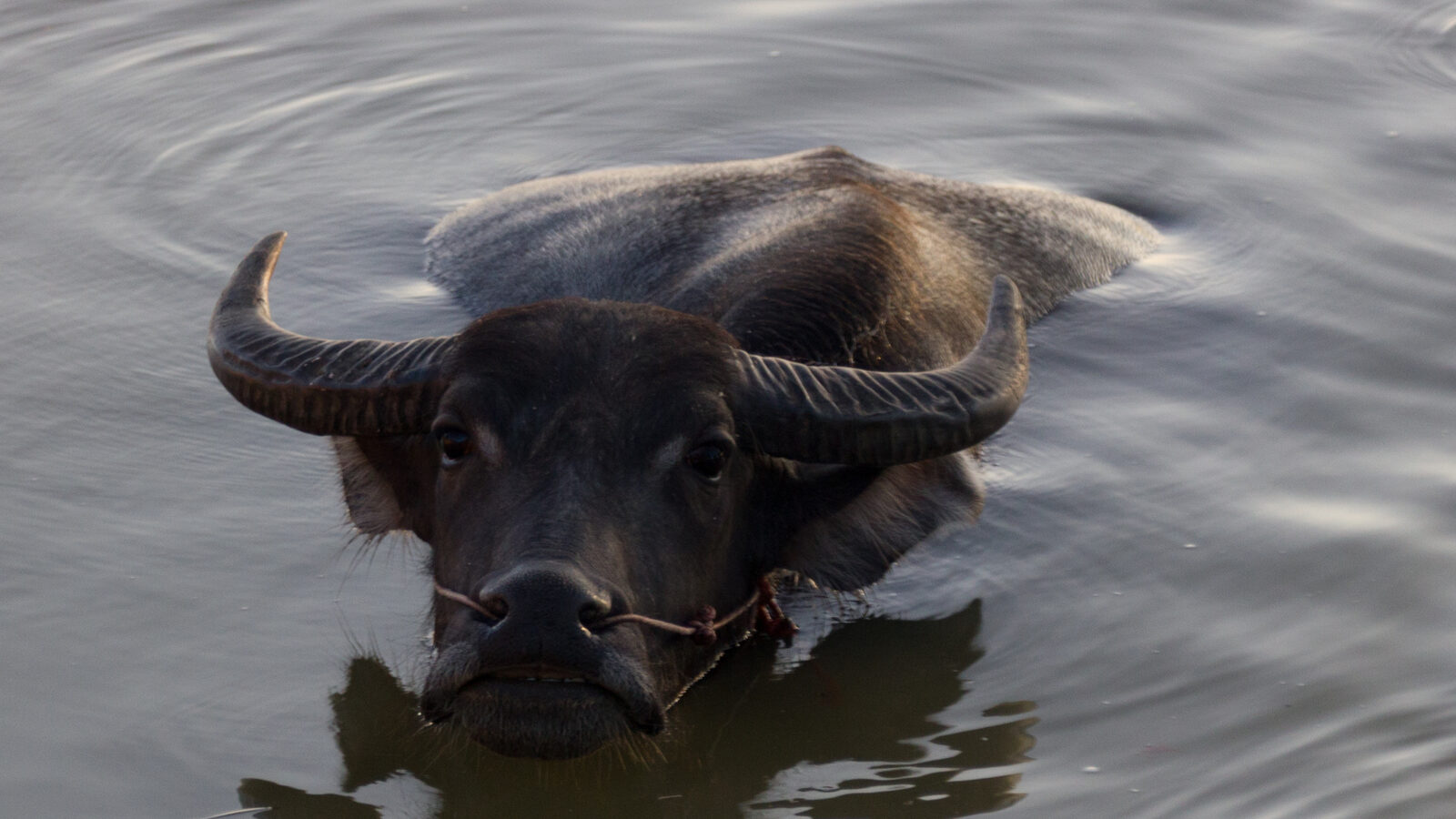 A Thai water buffalo with wide curved horns and a rope nose ring wading chest-deep through still water, the working animal celebrated at the Chonburi buffalo racing festival near Pattaya