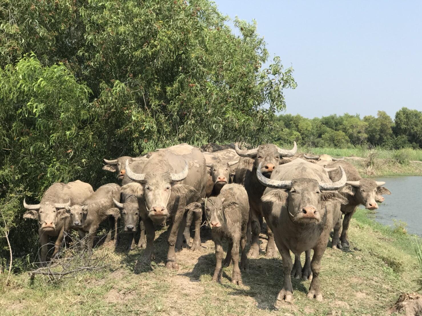 A herd of pale, mud-caked Thai water buffalo of different ages standing together in the shade beside a pond, the farm animals at the heart of Chonburi's Wing Kwai racing festival