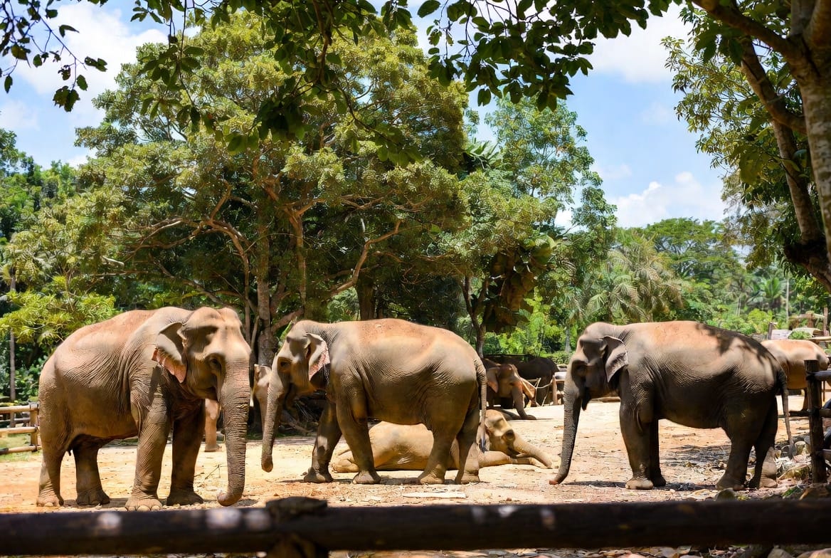 Elephants at the Thai Elephant Conservation Center near Lampang