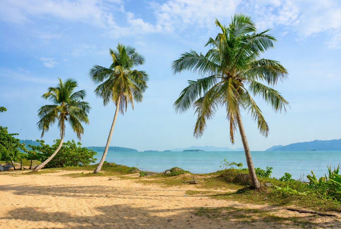Palm trees on a quiet beach overlooking the sea on Koh Phangan