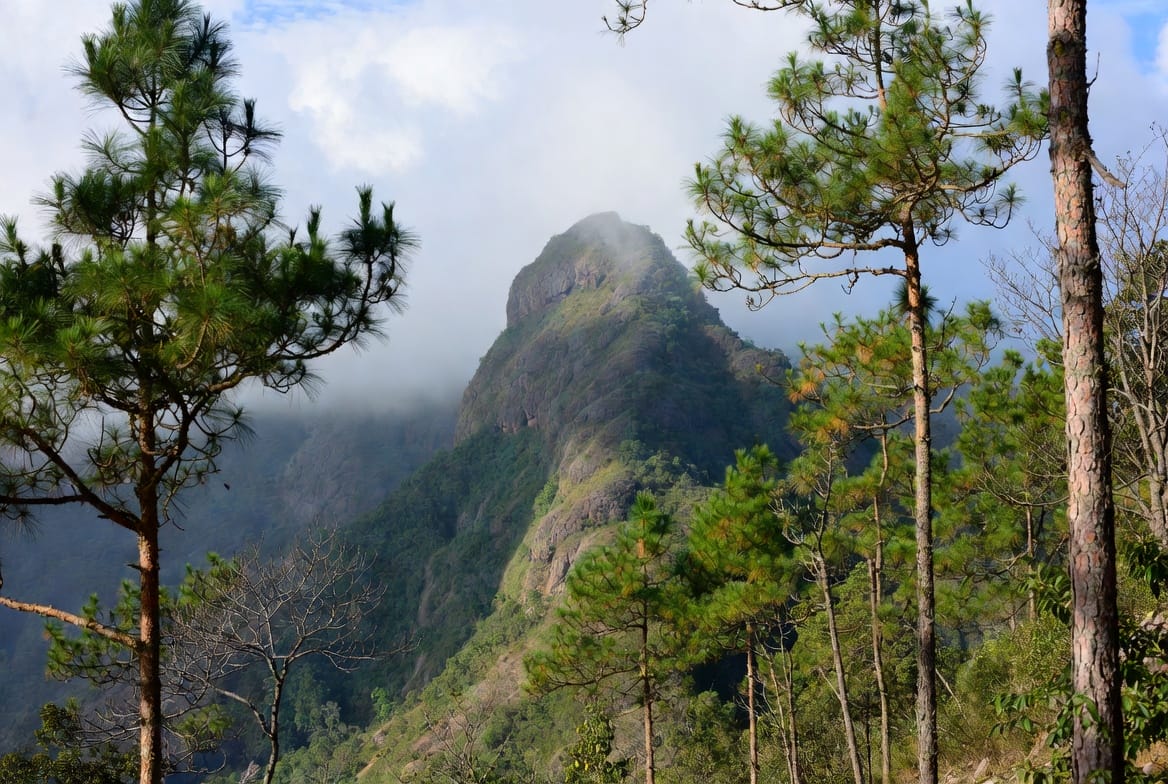 Phu Ruea National Park pine forest and mountain peak in Loei