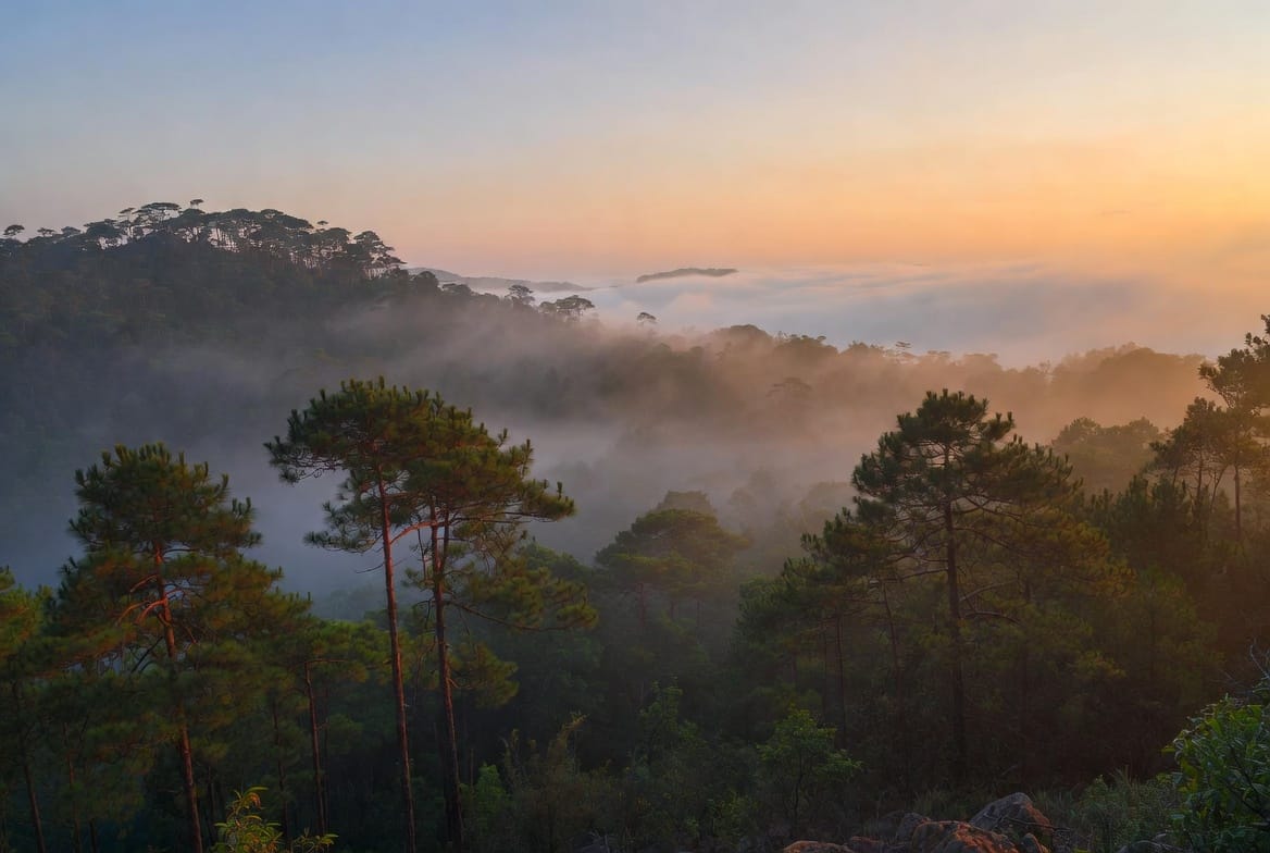 Phu Kradueng National Park plateau with pine trees and sea of mist at sunrise