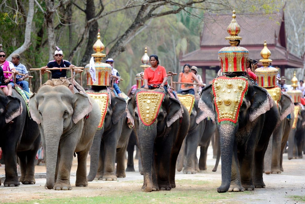 Elephants decorated for the Surin Elephant Round-up festival