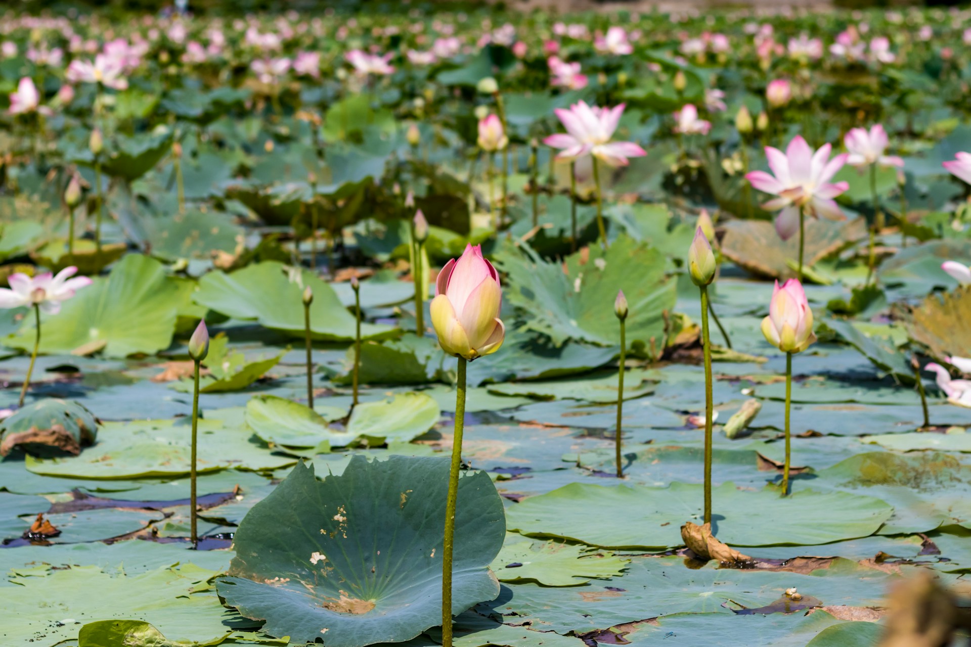 Red Lotus Lake near Udon Thani covered in pink lotus flowers at sunrise