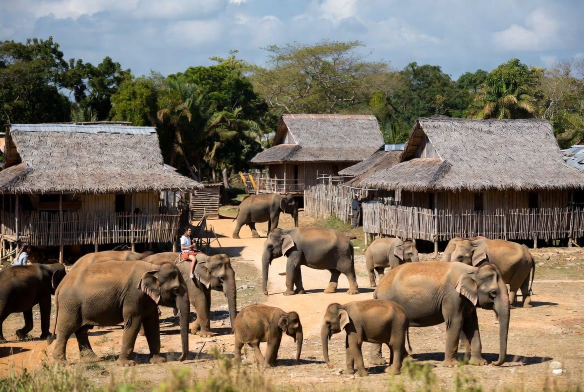 Elephants at Ban Ta Klang elephant village in Surin