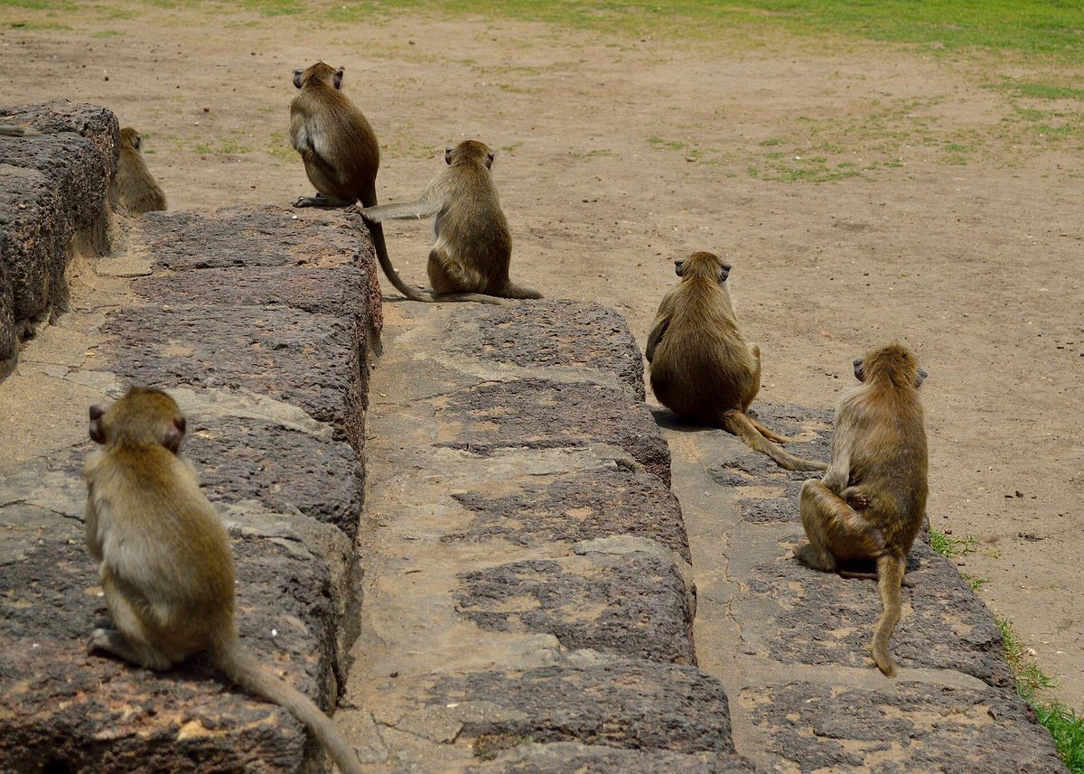 A group of crab-eating macaques on ancient stonework in Lopburi, Thailand