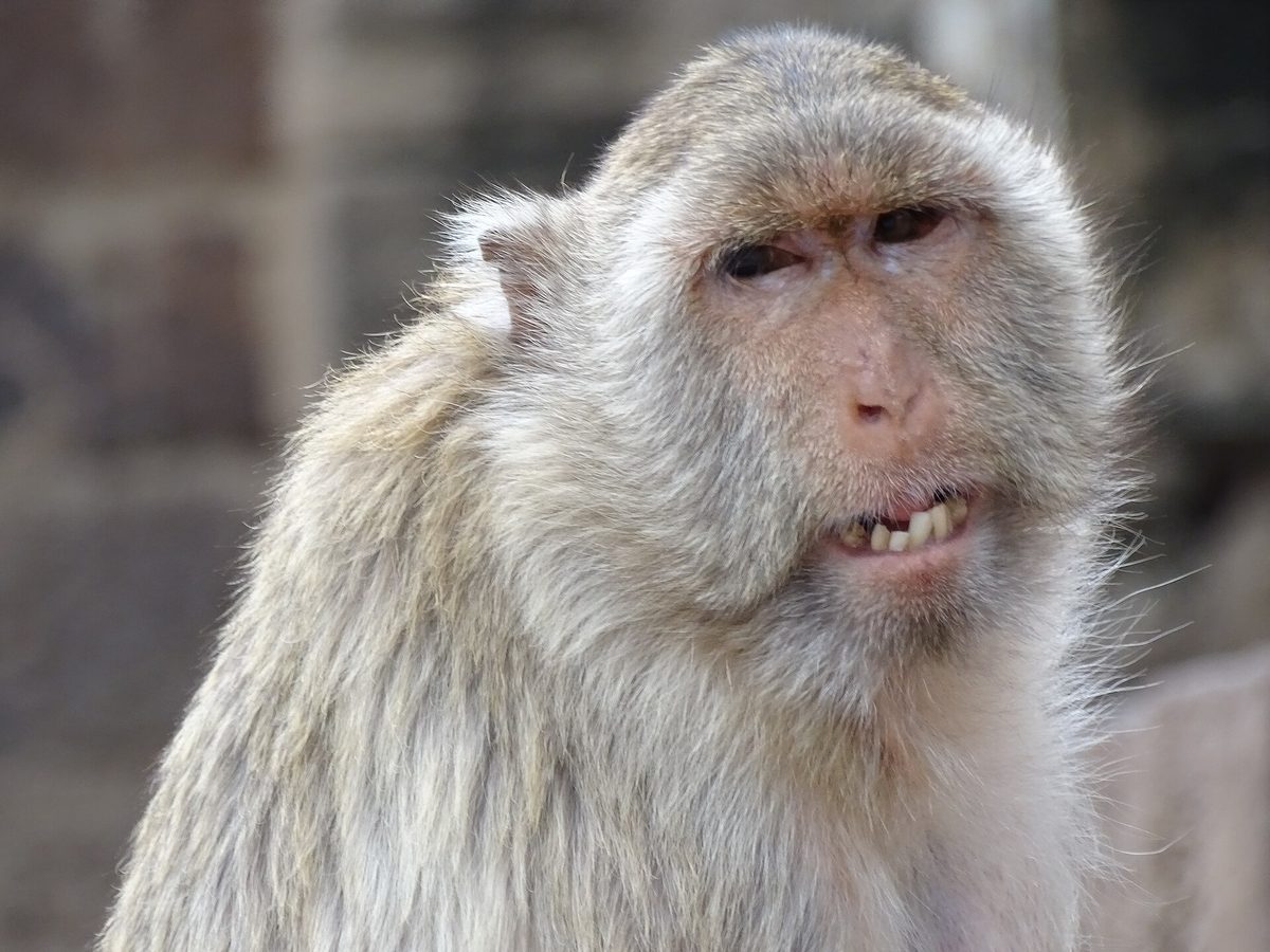 A macaque sitting on the stonework of Prang Sam Yot temple in Lop Buri, Thailand