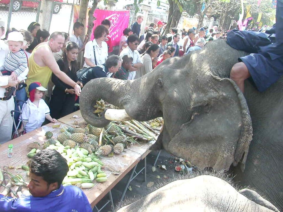 Elephants feeding at fruit tables